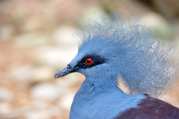 Victoria Crowned Pigeon — Stock Photo, Image
