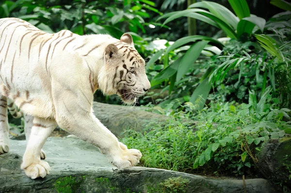 Witte tijger — Stockfoto