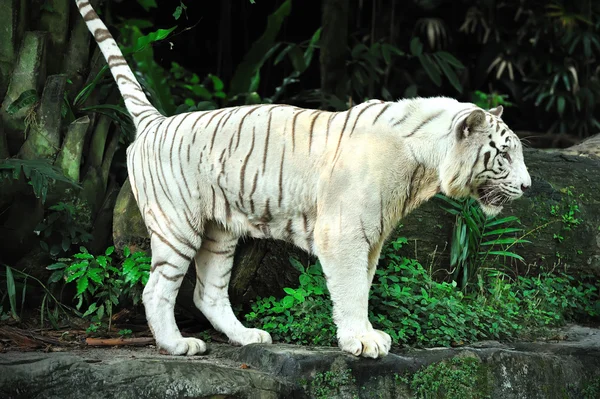 Tigre bianca — Foto Stock