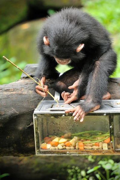Cute chimpanzee — Stock Photo, Image
