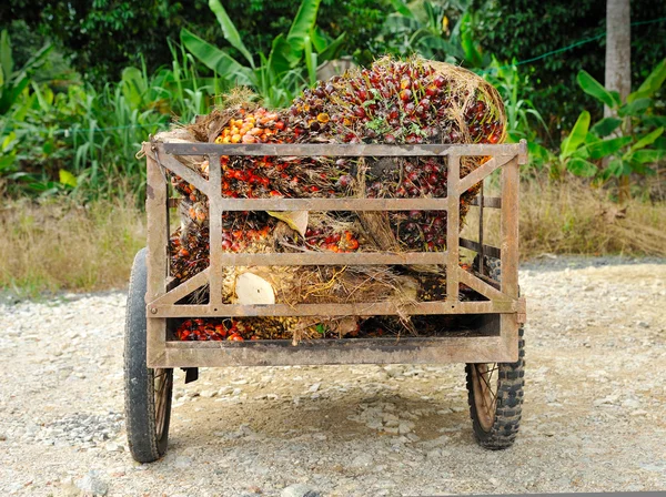 Frutos frescos de palma aceitera — Foto de Stock