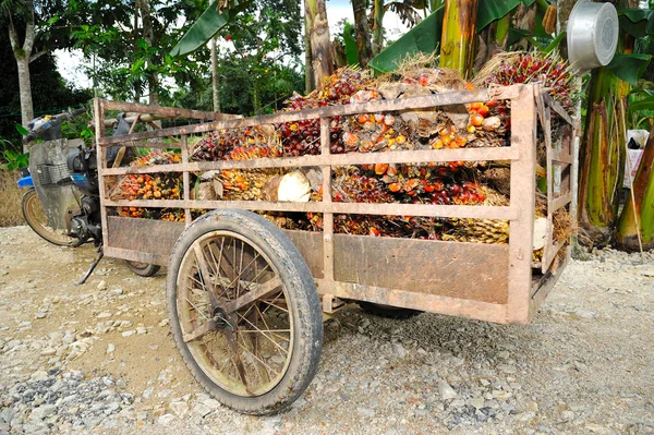 Frutos frescos de palma aceitera — Foto de Stock