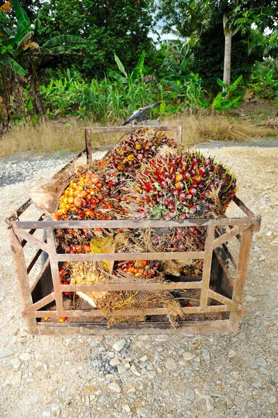 Frutos frescos de palma aceitera — Foto de Stock