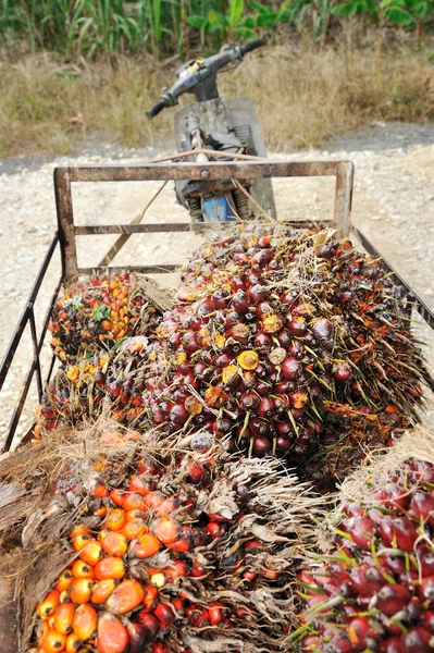 Färsk olja palm frukt — Stockfoto