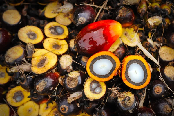 Frutos frescos de palma aceitera — Foto de Stock