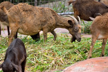 güzel kahverengi keçi