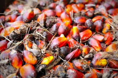 palmiye yağı meyve