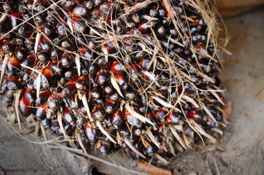 palmiye yağı meyve