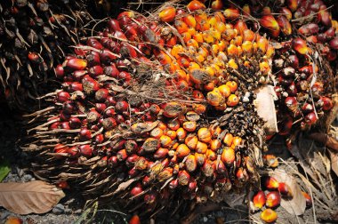 palmiye yağı meyve