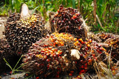 palmiye yağı meyve