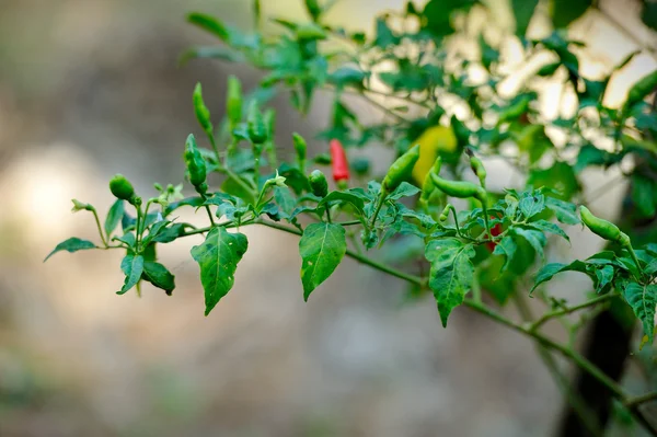 Chili peppers plant — Stock Photo, Image