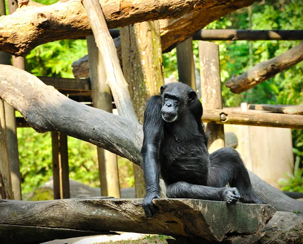 Chimpansee — Stockfoto