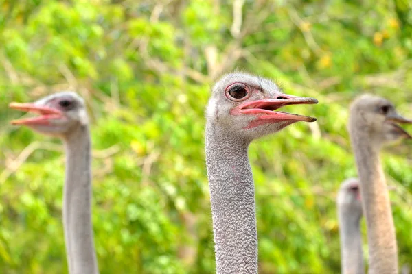 Ostrich — Stock Photo, Image