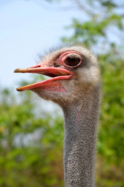 Struisvogel — Stockfoto