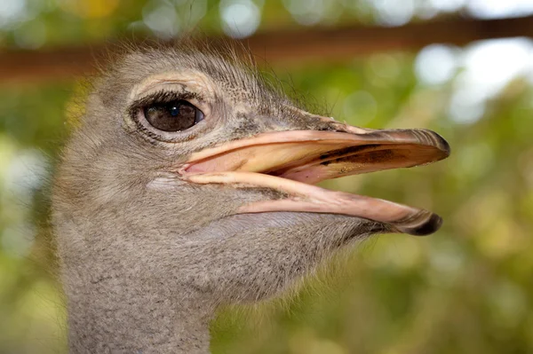 Struisvogel — Stockfoto