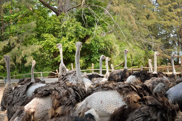 Ostrich — Stock Photo, Image