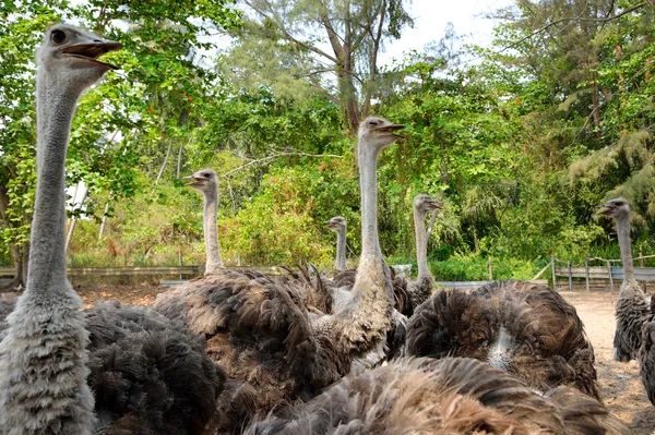 Ostrich — Stock Photo, Image