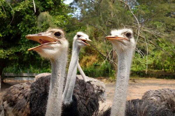 Ostrich — Stock Photo, Image