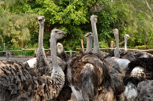 Ostrich — Stock Photo, Image