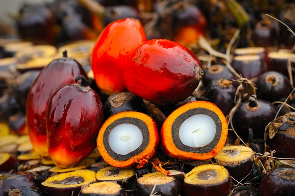 Frutas de palma de aceite — Foto de Stock