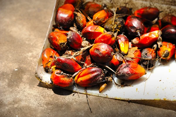 Frutas de palma de aceite — Foto de Stock