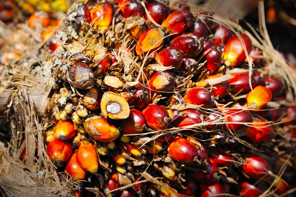 Frutas de palma de aceite —  Fotos de Stock