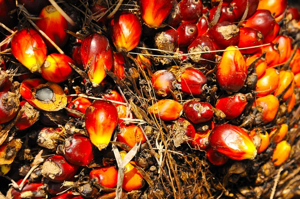 Palmiye yağı meyve — Stok fotoğraf