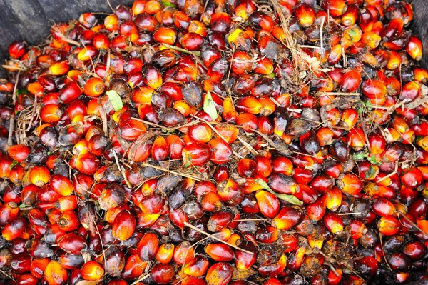Frutas de palma de aceite — Foto de Stock