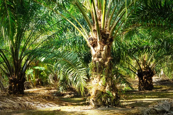 Olja palm plantation — Stockfoto