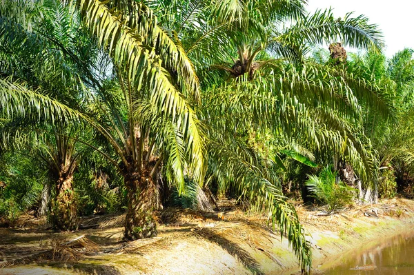 Olja palm plantation — Stockfoto