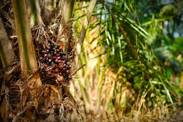 Plantation de palmier à huile — Photo