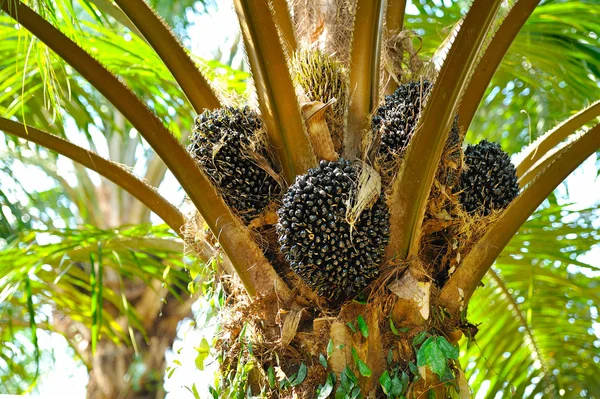 Piantagione di olio di palma — Foto Stock