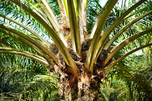 Plantación de palma aceitera — Foto de Stock