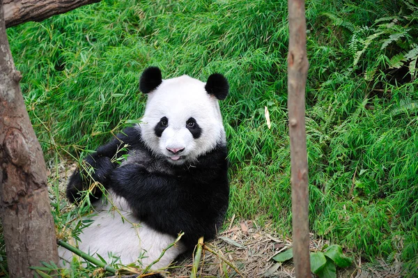 大熊猫 — 图库照片