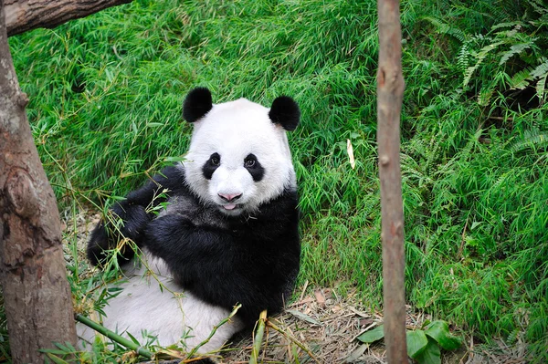 Panda gigante — Foto de Stock