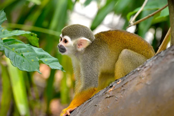 Beautiful squirrel monkey — Stock Photo, Image