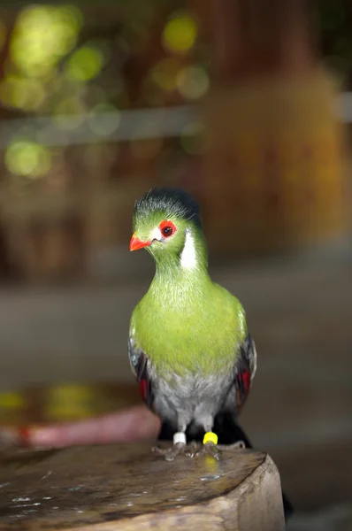 Turaco Γουινέα — Φωτογραφία Αρχείου