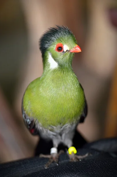 Guinée Turaco — Photo