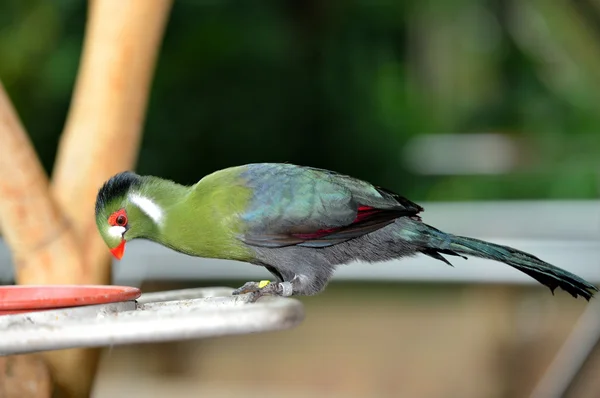 기니 Turaco — 스톡 사진