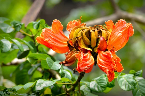 Güzel kır çiçeği — Stok fotoğraf