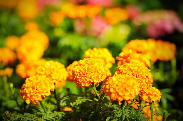 Yellow marigold — Stock Photo, Image