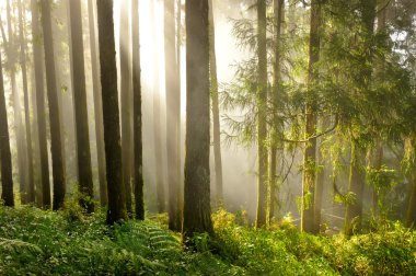 Alişan orman eğlence parkı