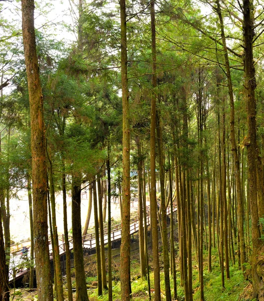 阿里山森林遊園 — ストック写真