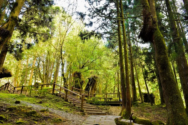 Парк розваг Alishan ліс — стокове фото