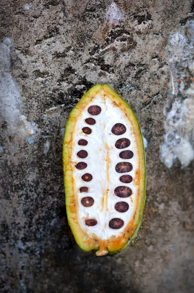 Close up of fresh cacao fruits — 图库照片