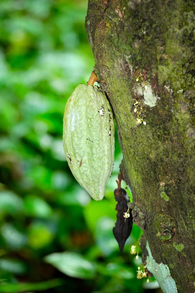 Close up of fresh cacao fruits — Stok fotoğraf