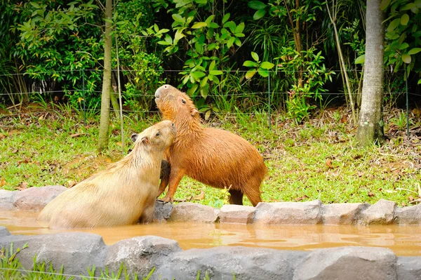 Close up of a Capybara Hydrochoerus hydrochaeris — Stok Foto