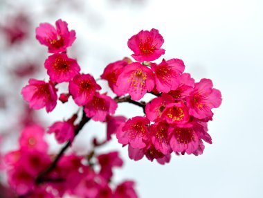 Pembe kiraz çiçeklerine yaklaş