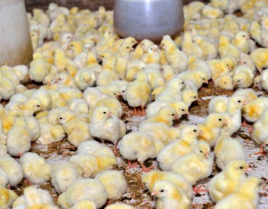 Tavuk çiftliğinde tavuk, seçici odak.