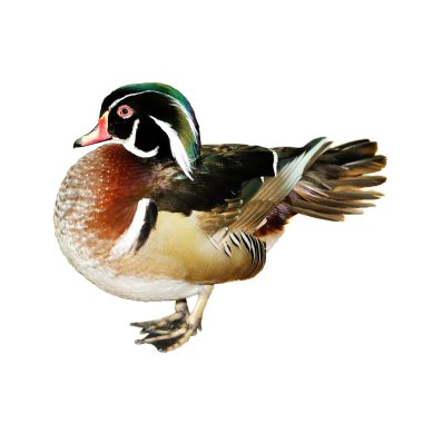 Mandarin ördeği (Aix galericulata)